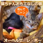 【由布院温泉】猫ちゃんおもてなしの宿 オーベルゼ レ・ボー