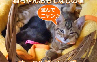 【由布院温泉】猫ちゃんおもてなしの宿 オーベルゼ レ・ボー